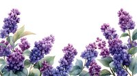 Watercolor purple lilac flowers and green leaves arranged in bottom border composition on white background, spring floral design element.