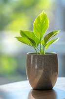 Young green plant with fresh leaves growing in modern gray ceramic pot against soft blurred background. Natural light creates peaceful atmosphere.