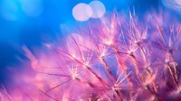 Delicate dandelion seeds illuminated against dreamy pink and blue bokeh background, creating magical nature macro photography with soft focus and ethereal lighting effects.