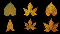 Autumn leaves collection isolated on transparent background, featuring six seasonal foliage designs in fall colors. Ready for clipart, t-shirt designs, stickers, sublimation, print-on-demand products and digital crafts.