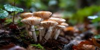 Cluster of small brown mushrooms growing on forest floor with moss and fallen leaves in natural woodland environment.