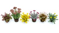 Collection of colorful potted plants and flowers in wicker baskets isolated on white background for gardening and home decor projects.
