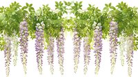 Cascading purple wisteria flowers and green leaves creating natural floral border on white background, isolated design element for spring decoration.