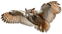 Majestic eagle owl with spread wings in flight against white background, isolated wildlife predator showing detailed feather texture and natural hunting pose.