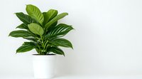 Green tropical plant with glossy leaves in white minimalist pot against clean white wall background, modern home decor with copy space for text.