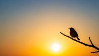 Bird silhouette perched on branch against golden sunset sky. Peaceful nature scene for meditation, mindfulness and tranquility concepts.