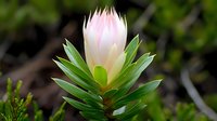 Delicate pink protea flower bud emerging from vibrant green foliage, captured in soft natural lighting against blurred garden background. Macro botanical photography.