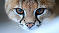 Close-up portrait of caracal wild cat face showing intense blue eyes, distinctive facial markings, and pink nose against blurred background, dramatic wildlife photography.