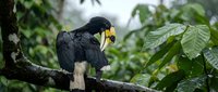 Black toucan with yellow beak perched on tree branch in lush tropical rainforest. Exotic bird wildlife photography for nature and travel content.