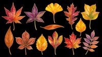 Autumn leaves collection in red, orange, yellow, and purple tones isolated on transparent background. Ready for t-shirt designs, clipart, stickers, sublimation, print-on-demand products, and digital crafts.