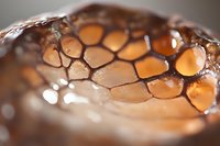 Fresh honeycomb macro with golden honey drops and natural hexagonal wax structure in warm sunlight, showing organic beekeeping product details.