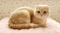 Adorable orange tabby Scottish Fold kitten with folded ears lying on soft pink blanket against heart-patterned background for pet lovers and home decor.