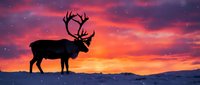 Majestic reindeer silhouette against vibrant sunset sky with pink and orange clouds in arctic winter landscape for holiday and Christmas themed designs.