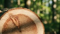 Natural wood log cross-section with visible growth rings and bark edge on blurred green forest background for rustic design projects.