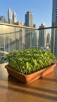 Potted green plant on wooden table with urban skyline view from high-rise balcony, featuring modern skyscrapers and clear sky for lifestyle and real estate concepts.