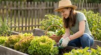 Young woman gardener in straw hat harvesting fresh lettuce from raised garden bed in backyard vegetable garden during sunny day.