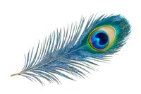Vibrant peacock feather with distinctive eye pattern isolated on white background, perfect for decorative design projects.