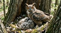 Great horned owl family with mother and fluffy owlets in tree nest. Wildlife parenting scene showcasing protective maternal behavior in natural forest habitat.