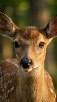 Young spotted deer fawn portrait with alert expression and large ears against soft blurred forest background in warm natural lighting for wildlife photography.