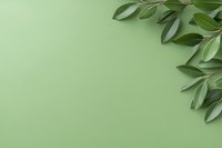 Fresh green olive branches with leaves arranged in corner on sage green background, creating minimalist botanical composition for wellness and spa designs.