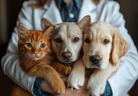 Veterinarian in white coat holding three pets - ginger cat, small mixed breed dog and golden retriever puppy. Close up portrait showing animal care and companionship.