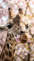 Giraffe eating pink cherry blossoms with blooming tree background, wildlife animal portrait for nature and spring themed designs.
