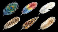 Six colorful bird feathers set, isolated on transparent background. Peacock, tropical, white, and spotted feathers for clipart, stickers, t-shirt design, and print on demand.