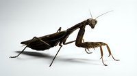 Brown praying mantis insect with long legs and antennae in hunting pose on white background, suitable for educational materials and nature documentation.