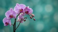 Pink orchid flowers blooming on stem against soft turquoise background with bokeh lights for spa wellness and tropical botanical decor.