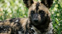 African wild dog portrait with distinctive mottled coat pattern resting in natural green vegetation habitat during daylight hours.