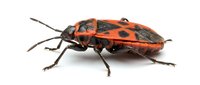 Isolated red and black beetle with long antennae on white background, suitable for educational materials, nature designs, and insect clipart applications.