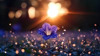 Delicate purple wildflower against dark background with magical bokeh lights and water drops creating dreamy atmosphere. Macro nature photography for mood and inspiration.