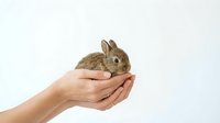 Person holding small brown rabbit in cupped hands against white background. Suitable for pet care, animal welfare, veterinary, and educational content.