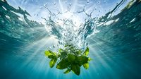 Fresh green lettuce leaves splashing into clear blue water creating dynamic splash effect with bubbles and ripples underwater view.