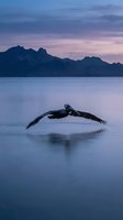Pelican flying low over calm lake water at twilight with mountain silhouettes and purple pink sky reflection creating serene wildlife scene for nature photography.