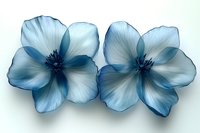 Delicate blue anemone flowers with translucent petals on light background, artistic macro photography showing subtle details and ethereal nature of blooms.