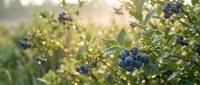 Fresh blueberries ripening on bush in golden sunlight for organic farming and healthy food concepts.