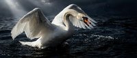 Majestic white swan with outstretched wings landing on dark water surface under dramatic sunlight creating powerful nature scene for wildlife photography.