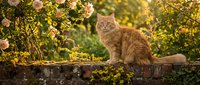 Fluffy ginger tabby cat sitting on stone wall surrounded by blooming flowers and green foliage in sunlit garden setting.