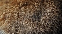 Close up macro shot of brown and beige animal fur texture showing detailed hair strands and natural pattern. Soft focus creates dreamy atmospheric effect.