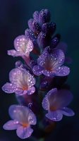 Purple lavender flowers with morning dew drops on dark background creating dreamy botanical macro photography for wellness and aromatherapy designs.