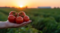 Fresh ripe tomatoes on vine held in farmer hand at sunset in agricultural field. Organic farming harvest concept for healthy food production.
