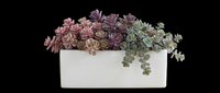 Colorful succulent arrangement in a white ceramic planter, isolated on transparent background. Great for T-shirts, stickers, print on demand, and clipart design use.