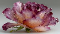 Purple rose with water droplets on petals showing gradient colors from deep magenta to soft pink creating romantic floral composition for wedding designs.