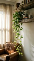 Cozy living room corner with trailing pothos plant cascading from rustic wooden shelves above brown leather armchair near window with natural light.