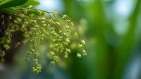 Delicate lily of the valley flowers with tiny white bell-shaped blooms hanging from green stems in soft natural light creating peaceful spring garden atmosphere.