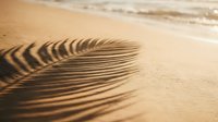 Palm frond shadow creates elegant striped pattern on golden beach sand with ocean waves in soft focus background for tropical vacation concepts.