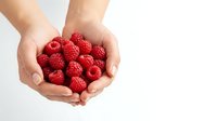 Fresh red raspberries held in cupped hands against white background. Ripe berries ready for harvest, cooking, or healthy eating. Isolated on white for design use.