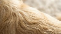Closeup of soft, flowing blonde hair with natural waves and texture, suitable for beauty, haircare, and wellness marketing materials.