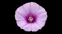 Purple morning glory flower isolated on transparent background, ready for stickers, T-shirt design, print on demand, sublimation, and clipart use.
